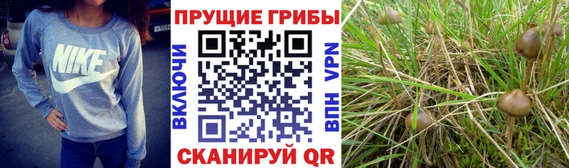 Галлюциногенные грибы Magic Shrooms Аргун